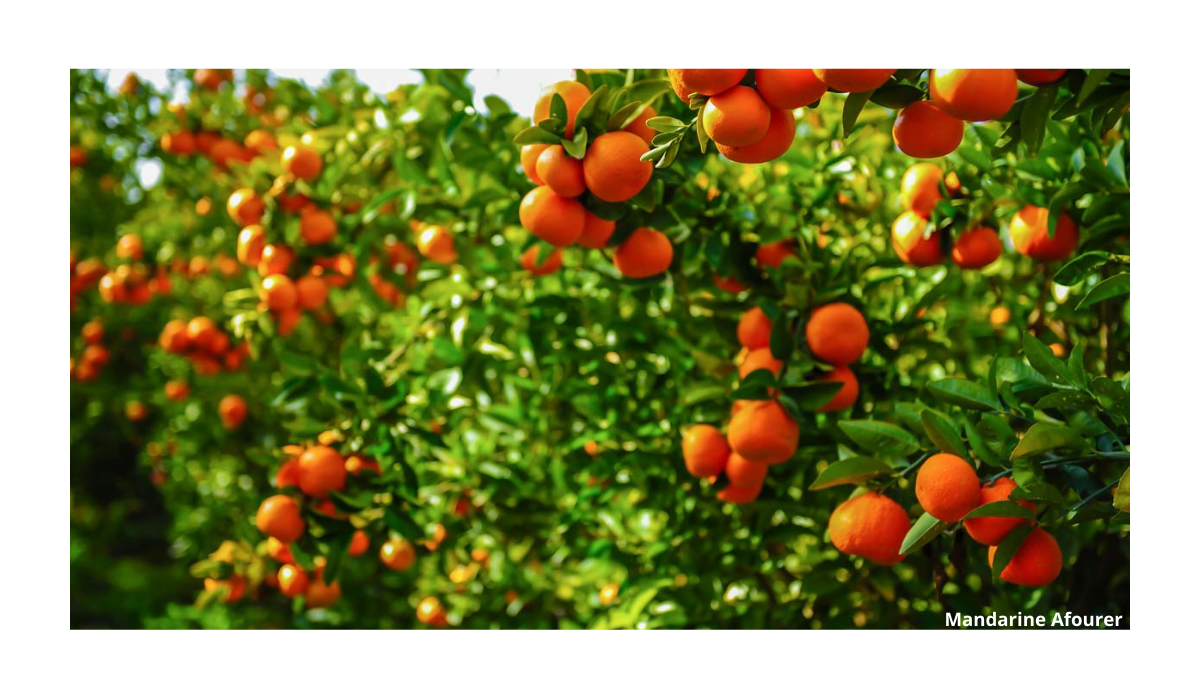 Nouvelles variétés de mandarines sélectionnées par l'IVIA — free download