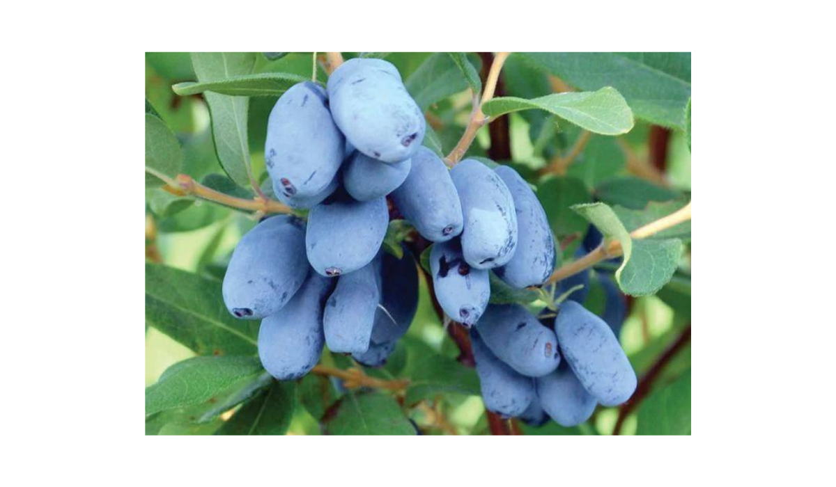 La myrtille de Sibérie, un trésor de vitamine C et d'anthocyanes